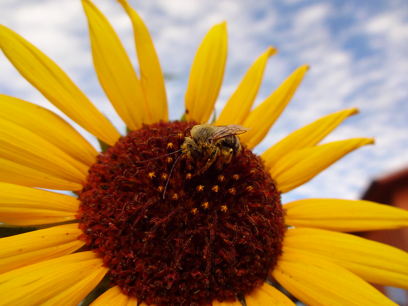 male long horned bee on flower Mt Hood National Forest Oregon